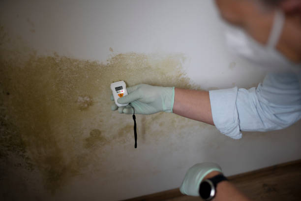 Best Certified Mold Removal  in Langley Park, MD