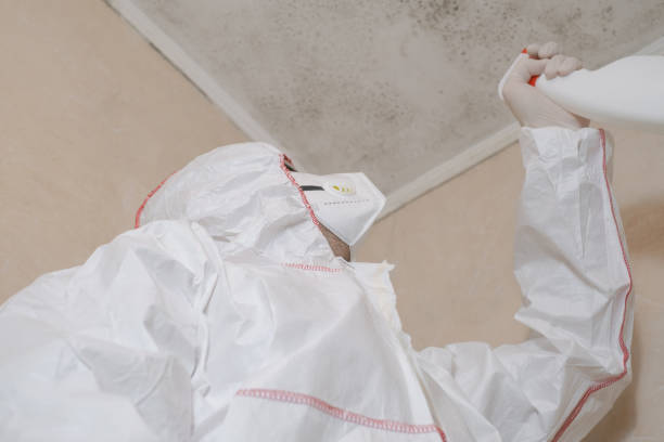 Best Commercial Mold Removal  in Langley Park, MD