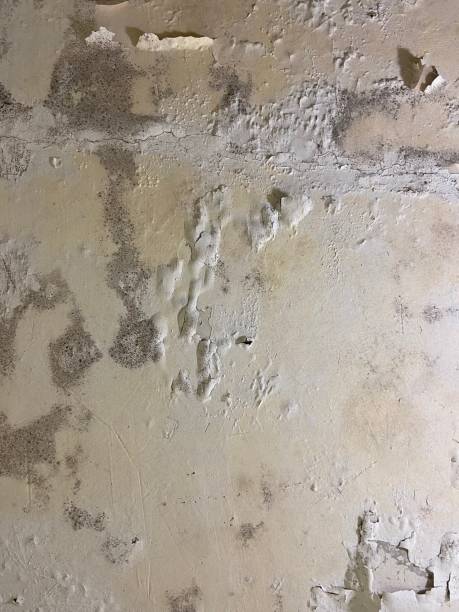 Best Attic Mold Removal  in Langley Park, MD