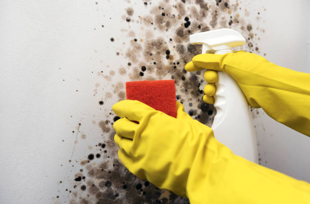 Best Black Mold Removal  in Langley Park, MD