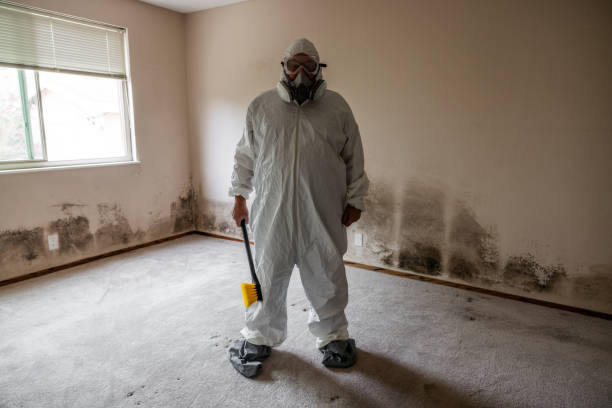 Trusted Langley Park, MD Mold Removal Experts