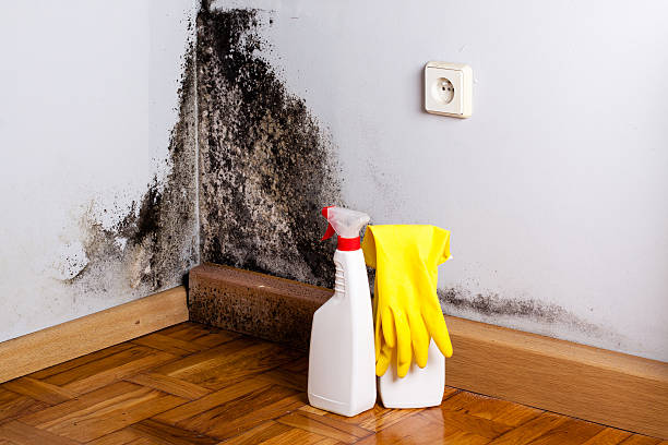 Best Local Mold Removal Service  in Langley Park, MD